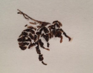 Matthew Brandt, Bees of Bees 5 (detail), gum bichromate print with honeybees on paper, 2012.