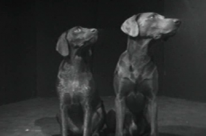 William Wegman, Dog Duet, 1975-76.
